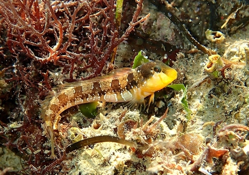 Dalmatian blenny (Microlipophrys dalmatinus) — Blenniidae — 2
