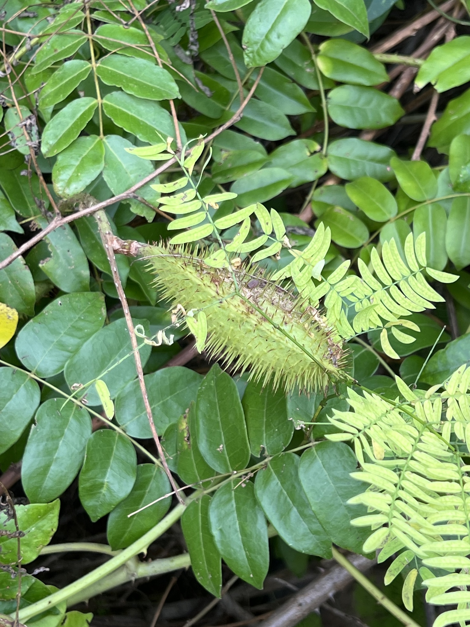 Imagem de Mucunã-de-caroço