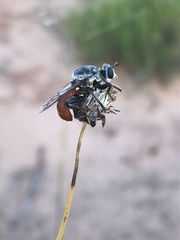 Cerotainiops