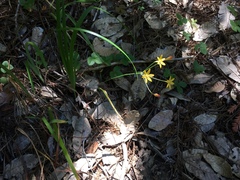 Triteleia ixioides ixioides