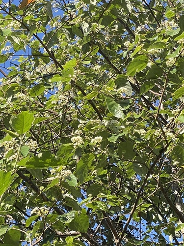 Foto de Sete-capotes