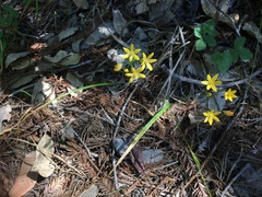 Triteleia ixioides ixioides