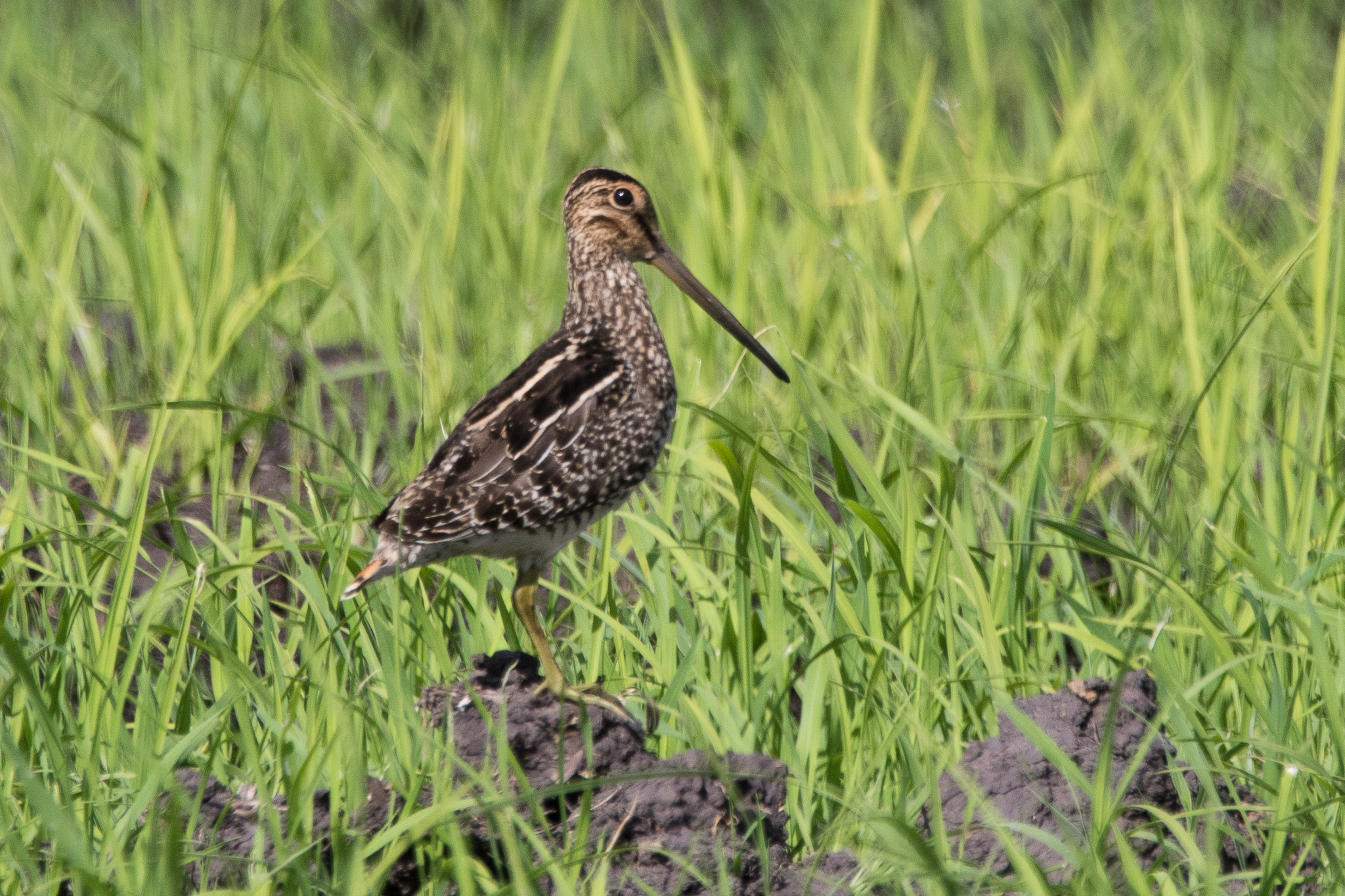 Pantanal Snipe (Gallinago paraguaiae), photo 8