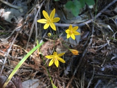 Triteleia ixioides ixioides