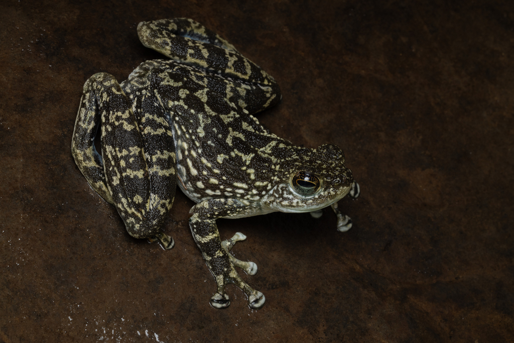 Rock Skipper Frog