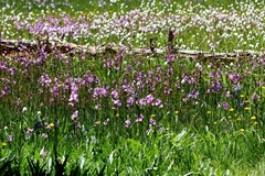 Primula subalpina