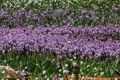 Primula subalpina
