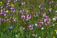 Primula subalpina