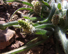 Plantago ciliata