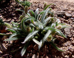 Plantago ciliata