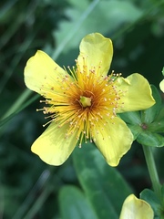 Hypericum swinkianum