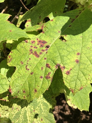 Cercospora hydrangeae