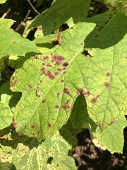Cercospora hydrangeae