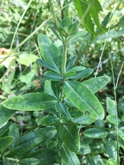 Hypericum swinkianum