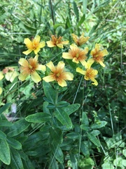 Hypericum swinkianum