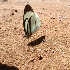 Ganyra phaloe