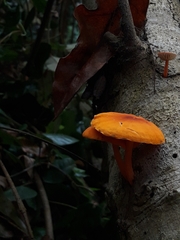 Cyptotrama hygrocyboides