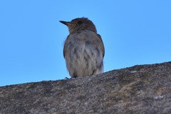 Muscicapa striata tyrrhenica