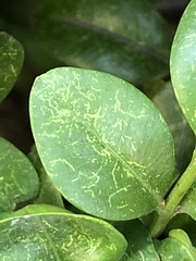 Eurytetranychus buxi