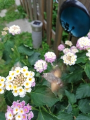 Macroglossum stellatarum