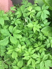 Hydrophyllum virginianum