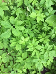 Hydrophyllum virginianum
