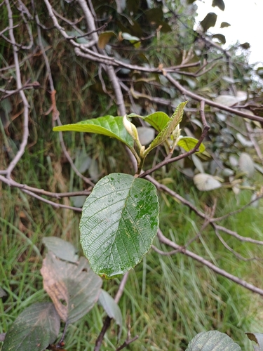 Foto de Amieiro