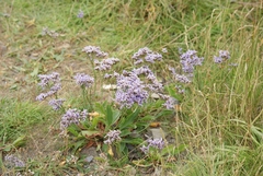 Limonium vulgare