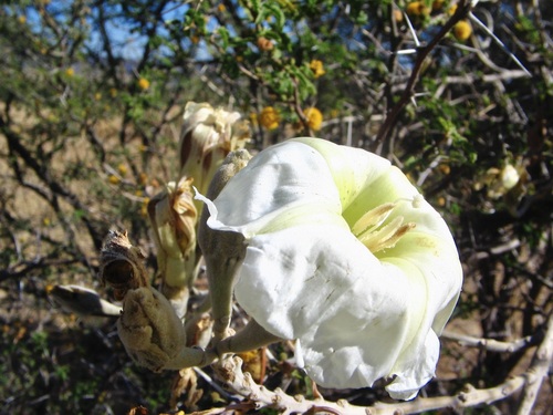 Image of Ipomoea murucoides by no rights reserved