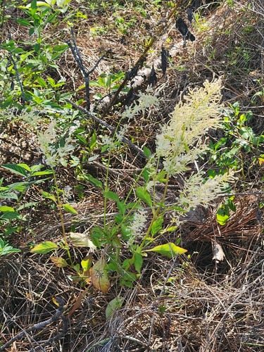 Foto de Bredinho-difuso