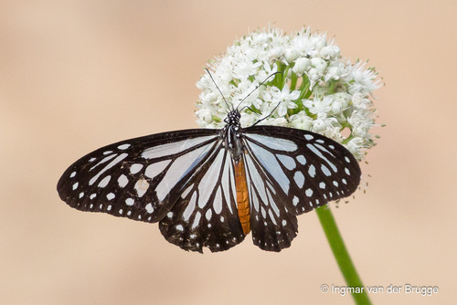 Parantica melaneus swinhoei (Moore, 1883)