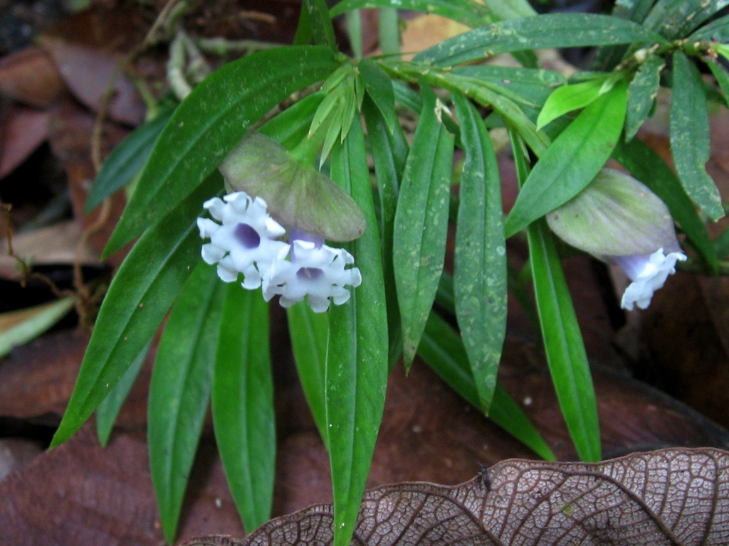 Didymochlamys