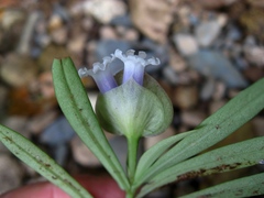 Didymochlamys whitei