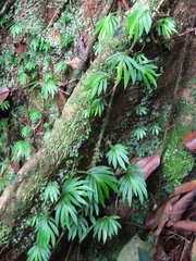 Didymochlamys whitei