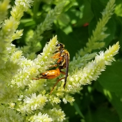 Sphex ichneumoneus