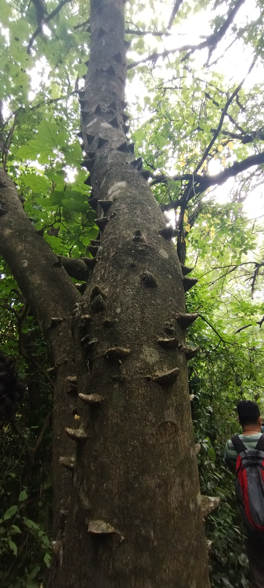 Imagem de Mamica-de-porca