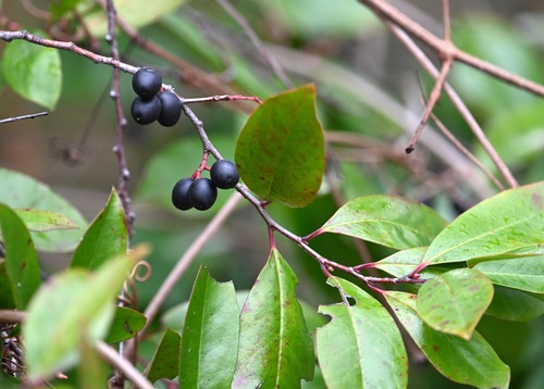 Prunus caroliniana