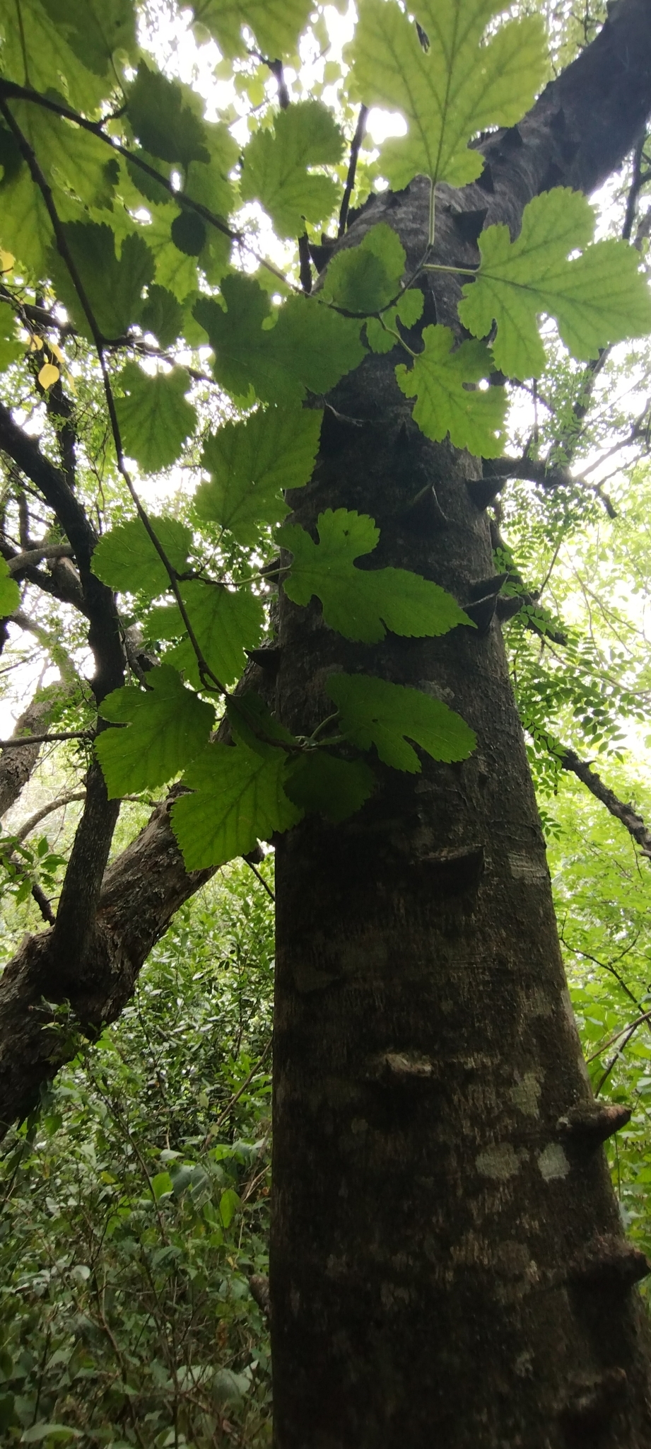 Imagem de Mamica-de-porca