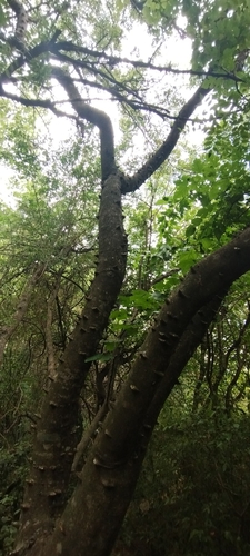 Foto de Mamica-de-porca
