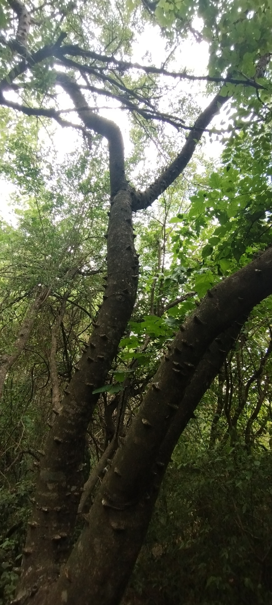 Imagem de Mamica-de-porca