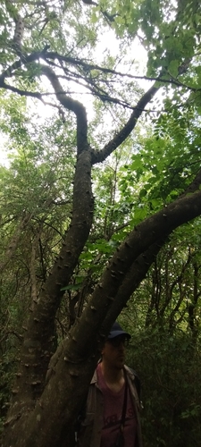 Image of Zanthoxylum rhoifolium by (c) Joaquin Valentinuzzi, some rights reserved (CC BY)