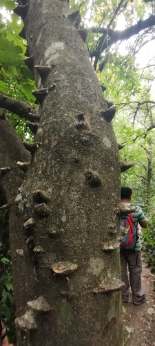 Foto de Mamica-de-porca