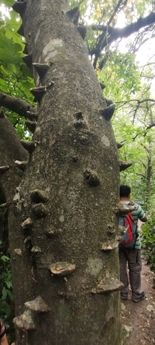 Foto de Mamica-de-porca