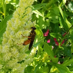 Sphex ichneumoneus