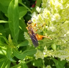 Sphex ichneumoneus