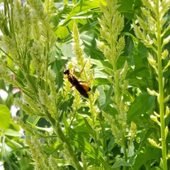 Sphex ichneumoneus