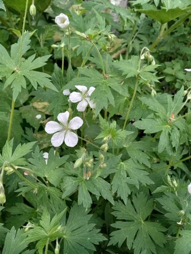 Geranium richardsonii