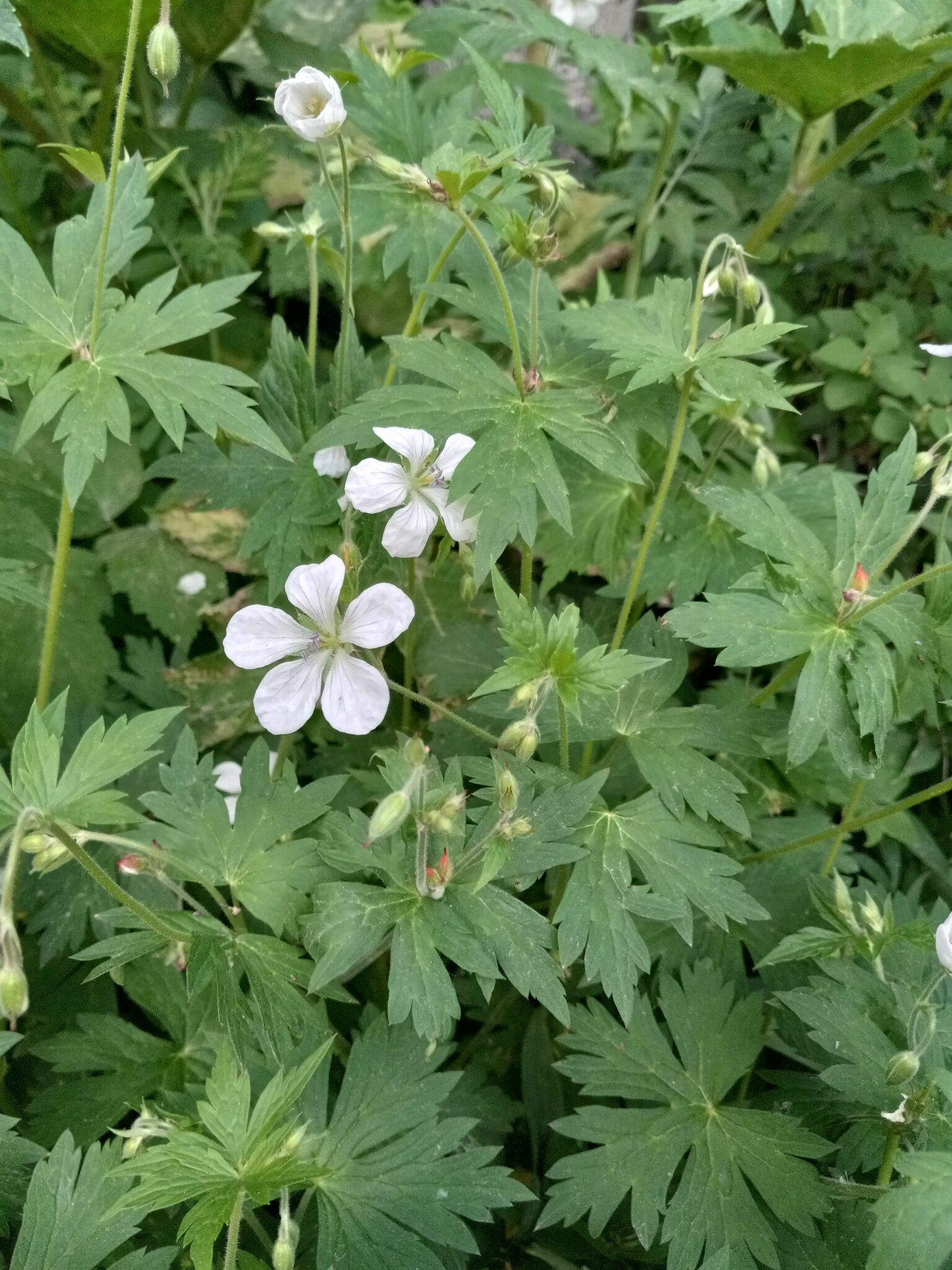 Geranium richardsonii