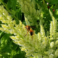 Sphex ichneumoneus