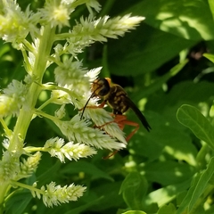Sphex ichneumoneus